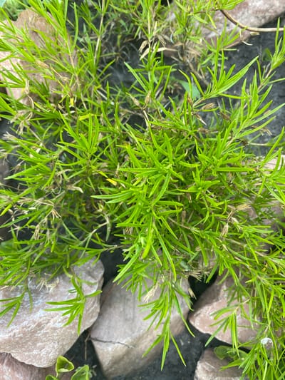 The image is a close-up, top-down view of a clump of bright green, needle-like foliage, possibly a type of grass or bamboo, interspersed with scattered dry, brown seed heads. The plant is growing amidst rough, light-brownish rocks and dark soil. The lighting suggests it is daytime, with some shadows indicating sunlight. The image was captured in the city of Vasylky, Ukraine.