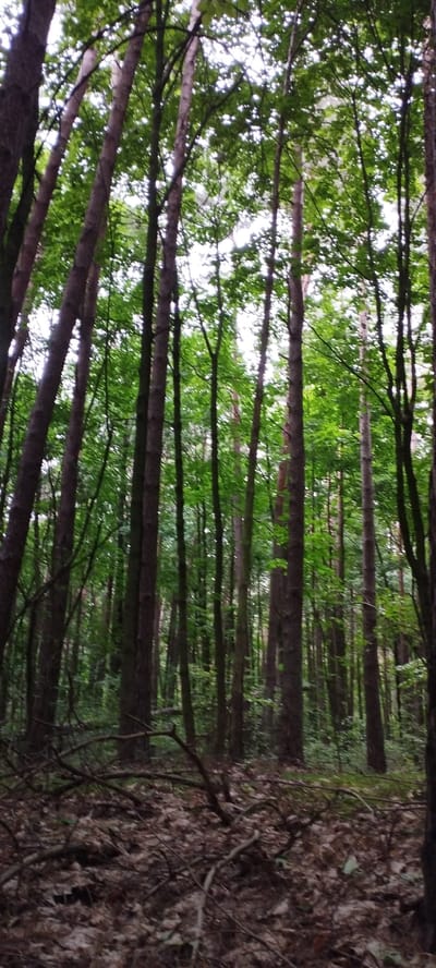 The image depicts a dense forest scene in the Лунненскі сельскі Савет, Belarus. Tall, slender trees with rough bark dominate the frame, their trunks rising vertically towards the canopy. Lush green foliage forms a thick cover overhead, filtering the sunlight and creating a dappled effect on the forest floor. The ground is carpeted with fallen leaves and twigs, suggesting a natural and untamed environment. No people or animals are visible in the image. The overall impression is one of a tranquil and secluded woodland setting.
