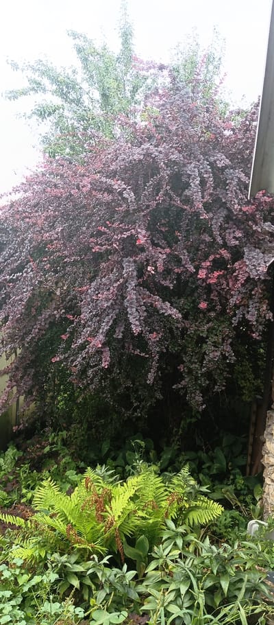 The image depicts a lush, overgrown garden area with a large, dense shrub with dark purple and reddish leaves dominating the center. The shrub has a weeping habit, with branches cascading downwards. In the foreground, a vibrant green fern with some brown, dry fronds is prominent. Surrounding the fern are various other green leafy plants, some with lighter green, almost greyish leaves. The background shows a lighter green tree with more delicate leaves, possibly a pear tree, situated behind the larger shrub. A section of a light-colored wooden fence is visible on the left, and on the right, there's a portion of a stone wall and what appears to be a white plastic object. The sky is overcast and appears bright white. The scene suggests a natural, untamed outdoor space, likely a backyard or a neglected corner of a garden. The location provided is the city of Yousovo, Russia, which implies this garden is situated in a temperate climate, consistent with the types of plants shown. There are no people or animals visible in the image.