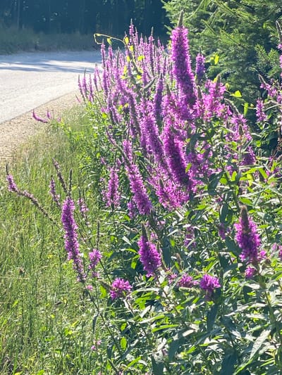 The image depicts a vibrant patch of purple loosestrife flowers in full bloom, growing alongside a gravel road. The flowers are tall and slender, with densely packed blossoms that create a striking visual effect. The roadside is also lined with lush green grass and other vegetation. In the background, a dark green forest can be seen, suggesting a natural or semi-natural environment. The lighting indicates it is daytime, with sunlight casting shadows and highlighting the colors of the scene. The context provided indicates this scene is located in the city of Pressbaum, Austria, a town known for its proximity to forests and natural landscapes.