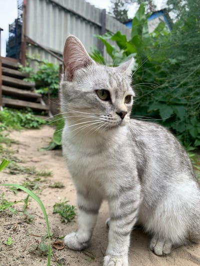 A grey tabby cat is sitting on sandy ground in a yard with green foliage in the background. The cat is facing to the right, with its body angled towards the viewer. The background includes a wooden fence and a partially visible structure. The scene appears to be outdoors, possibly in the village of Pokotylivka, Ukraine.