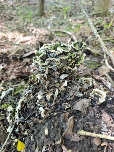 A cluster of shelf fungi grows on a decomposing log in a forest setting. The fungi exhibit a layered structure with wavy edges and are colored in shades of green, white, and brown. The log is surrounded by fallen leaves, twigs, and other forest debris. The background is blurred, suggesting a shallow depth of field, with trees and foliage visible. The overall scene depicts a natural environment in Dimitrovskii, Russia.