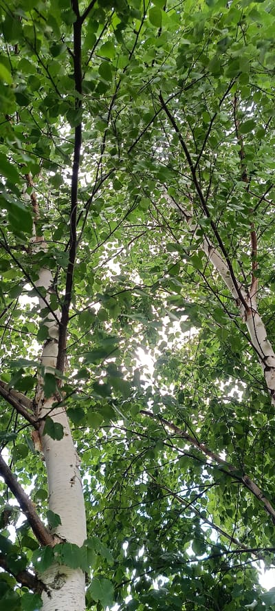 The media file shows a low-angle view looking up through the canopy of several birch trees in Kamenoye, Russia. The sun shines through the dense green leaves, creating a dappled light effect. The distinctive white bark of the birch trees is visible on the trunks and branches. The scene is natural and peaceful, suggesting a warm day during the summer or late spring when the leaves are fully out. There is no visible text in the image.