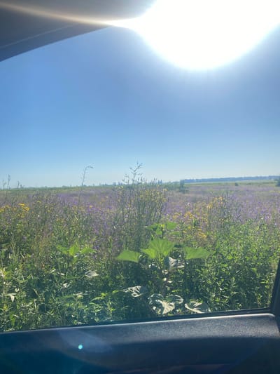 This is a landscape photograph taken from inside a vehicle, looking out through the window at a rural scene under a clear blue sky. The foreground shows a portion of a dark-colored car interior, likely the window frame and sill, with some lens flare. Beyond this, a vast field stretches to the horizon, dotted with numerous small purple and yellow wildflowers. Tall green grasses and plants are abundant in the field, with a large-leafed plant prominently positioned in the middle ground. In the far distance, a line of trees and some distant structures can be seen. The sun is high in the sky, casting a bright glare and creating a lens flare effect at the top of the image. The scene appears to be located in or around Novooleksandrivske, Ukraine, given the context of the location. There are no people or animals visible in the image.