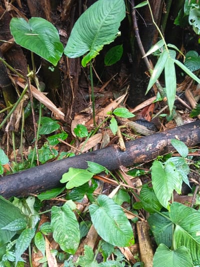 The scene depicts a segment of the forest floor in Situm, Papua New Guinea, viewed from above. The ground is covered with dense tropical vegetation, moist soil, and organic debris. A dark brown, weathered log or thick bamboo culm, approximately 5-7 cm in diameter, lies horizontally across the mid-section of the frame. Numerous green leaves of various sizes and shapes are prominent, including large, heart-shaped leaves with distinct venation, and slender, elongated leaves. Lighter brown, dry leaf litter, possibly bamboo sheaths, is scattered on the ground. A brown butterfly, exhibiting discernible patterns on its partially open wings, is visible on the forest floor near the log, appearing stationary. The background consists of darker, thicker tree trunks or large bamboo culms. No human subjects or their direct actions are observed.