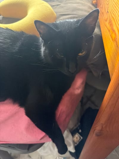 A black cat is resting on soft pink and yellow pillows, likely on a bed or sofa. The cat is lying on its back, with its head turned to the side, revealing its yellow eyes. A portion of its chest has white fur. Behind the cat, a wooden surface, possibly the underside of a table or shelf, is visible. The lighting appears to be indoors, with no specific time of day or weather conditions discernible. The scene conveys a sense of comfort and relaxation. There is no visible text in the image.