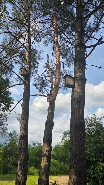 The image shows three tall pine trees in Cekule, Latvia. Each tree has at least one wooden birdhouse attached to its trunk. The birdhouses are of various sizes and are positioned at different heights. The trees are set against a backdrop of a cloudy blue sky and dense green foliage. A dirt path is visible in the foreground, and power lines are strung between poles in the distance. The scene appears to be a natural setting, possibly a park or forest area. There are no people or animals visible in the image. The overall impression is one of a peaceful, outdoor environment.