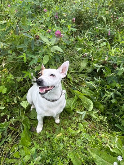 A high-angle medium shot shows a white Jack Russell Terrier sitting upright in a field of lush green grass and clover. The dog, facing slightly to the left, has its mouth open, panting happily. Its fur is predominantly white, with a brown patch over its right eye and ear. It wears a patterned collar. The surrounding environment is densely packed with various green plants, including tall grasses and clusters of small purple flowers. The lighting suggests it is daytime, with soft, natural light illuminating the scene. The background consists of more foliage, indicating an outdoor, natural setting, possibly a park or meadow within Липовая I, Russia.
