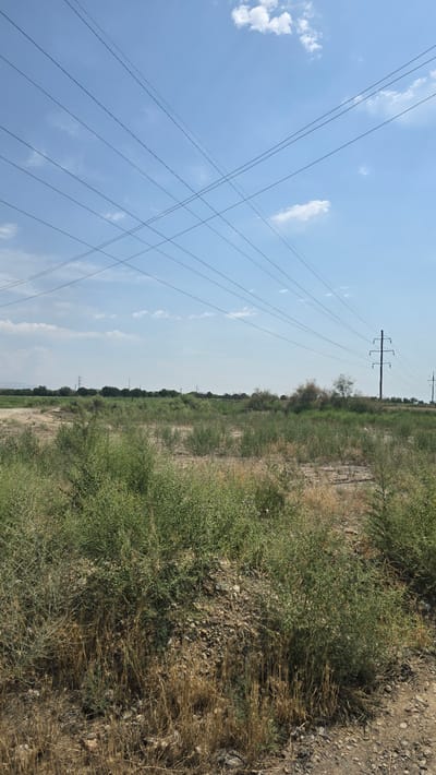 The image depicts a vast, arid landscape under a clear blue sky with sparse white clouds. Power lines crisscross the sky, supported by tall, skeletal metal towers visible in the distance. The terrain is predominantly covered in dry grass and scattered green bushes, indicating a semi-arid environment. The ground is a mix of dirt and pebbles. In the far distance, a line of trees forms a border between the open land and what appears to be a more populated area or agricultural land. The scene suggests a rural or semi-rural setting outside of a major urban center, consistent with the outskirts of Ghafurov, Tajikistan. There are no people or animals visible in the image.