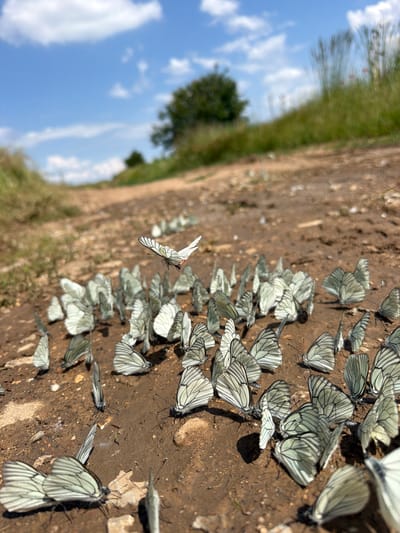 This image captures a vibrant natural scene in Petarch, Bulgaria, under bright daylight conditions. The primary subjects are a large gathering of black-veined white butterflies (*Aporia crataegi*), which are densely clustered on a patch of dry, earthy ground.

The butterflies exhibit distinctive white wings with prominent dark veins. Dozens of them are engaged in "puddling" behavior, extracting moisture and minerals from the soil. Most butterflies are resting with their wings either folded or slightly open, while one is notably caught mid-flight, its wings spread wide as it appears to take off or land. The strong sunlight casts distinct shadows of the butterflies onto the brown earth.

In the blurred background, green vegetation, including grasses and trees, lines the edge of the dirt ground, suggesting a path or rural area. Above, a clear blue sky with scattered white clouds indicates sunny weather and likely midday or early afternoon. No people or visible text are present. The scene conveys a sense of natural abundance and tranquility.