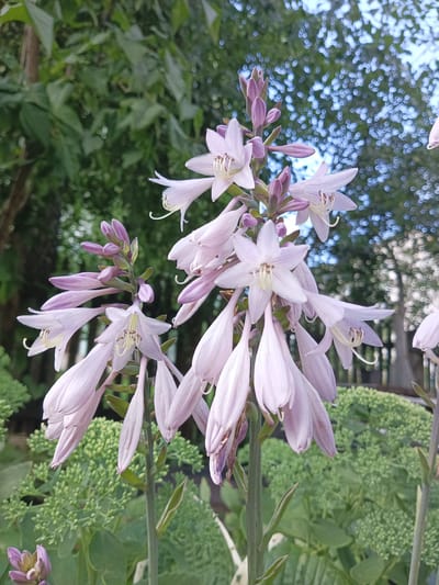 A cluster of light purple, bell-shaped flowers hangs down from a stem, some with petals unfurled and others still in bud. The flowers are in focus and take up the majority of the frame, with a blurred green and brown background of trees and foliage. The scene appears to be outdoors in a garden or park. The image is a close-up shot, focusing on the delicate details of the flowers.