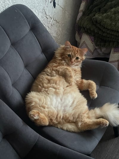 A fluffy orange cat is lying on its back on a gray tufted chair. The cat's front paws are curled up near its chest, and its hind legs are splayed out. Its tail is fluffy and upright. The cat has green eyes and looks directly at the camera with a relaxed expression. The background is slightly out of focus, showing a textured wall and what appears to be a blanket draped over a surface. The setting appears to be indoors, likely a living room or bedroom. The lighting suggests it could be daytime, with natural light coming from a source not visible in the frame. The overall mood is cozy and domestic. No text is visible in the image. The location context provided is Noyabrsk, Russia.