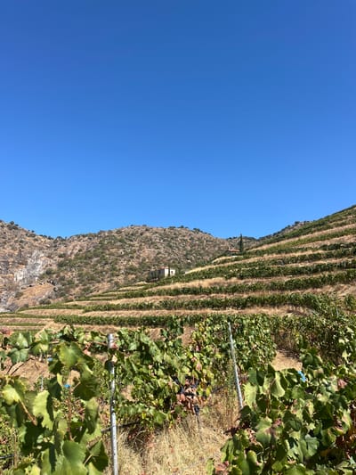 The image displays a terraced vineyard landscape under a clear, intense blue sky in the municipality of Carrazeda de Ansiães, Portugal. The foreground and midground feature multiple horizontal terraces densely planted with green-leafed grapevines. Clusters of dark, ripened grapes are visible within the foliage of the foreground vines. Metal support posts are present among the vine rows, and an irrigation line runs along the base of some vines. The ground between the vine rows is dry and covered with straw-colored vegetation.
In the midground, a light-colored, multi-story building with a weathered appearance is situated on a terraced hillside, slightly to the left of the central axis. Further up the hillside and to the right, a tall, slender, dark green tree or structure stands. The background on the left reveals rugged, arid hillsides characterized by exposed rock formations and sparse, scrubby vegetation. The sky is devoid of clouds, indicating a bright, sunny day with strong illumination. No human subjects or overt activity are depicted.