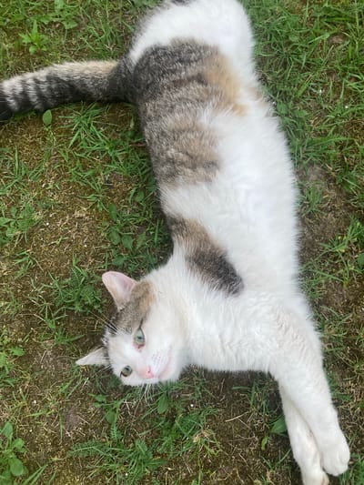 The media file shows a cat lying on its back in the grass. The cat is predominantly white with patches of gray and brown tabby markings. Its tail is visible and also features tabby stripes. The cat's eyes are a light green color and it appears to be looking upwards. Its front paws are crossed over its chest. The setting is outdoors with green grass and some brown dirt visible. The lighting suggests it is daytime.