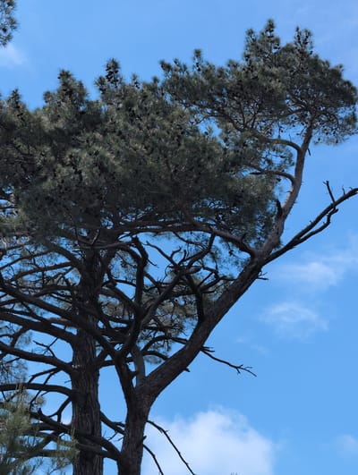 The image shows a close-up, low-angle view of a large pine tree against a bright blue sky with sparse white clouds. The tree's dark bark and numerous branches, laden with green needles and dark cones, fill the majority of the frame. The branches twist and spread upwards and to the right, with some bare, skeletal twigs extending into the sky. The focus is on the tree's structure and foliage. There are no people, animals, or structures visible in the image. The image appears to be a nature shot taken in the Dzhankhot region of Russia, likely outdoors during daylight hours.
