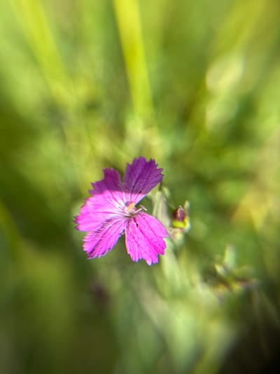 This is a close-up, macro photograph of a single, small, vibrant pink flower with delicate, fringed petals. The flower is the main subject and is in sharp focus, while the background is softly blurred into shades of green and yellow, creating a bokeh effect. The blurred background suggests a natural outdoor setting, likely a field or garden. The lighting appears to be natural daylight, possibly late afternoon or early morning given the soft glow and shadows, and the bright, clear colors of the flower. There are no people or text visible in the image. The scene evokes a sense of delicate beauty and tranquility. The provided location context of Bogolyubovo, Russia, suggests this flower was photographed in that region, possibly during the warmer months when flowers are in bloom.
