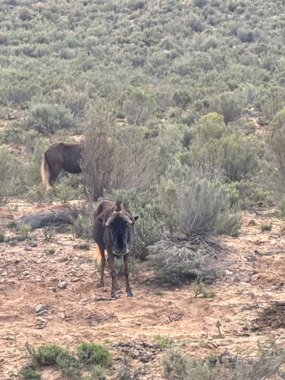 The image, correctly oriented horizontally, captures two large, dark-furred bovids, likely wildebeest, in a natural, arid environment. The scene is divided, with a textured, light brown, rocky hillside or path occupying the right side of the frame, and a dense expanse of green and greyish-green scrub vegetation covering the left side and extending into the background.
One bovid stands prominently in the mid-ground, slightly to the right, facing away from the viewer. It displays a dark coat, a shaggy mane or beard, and distinctively curved horns. Its legs are visible on the rocky terrain. A second bovid is partially visible towards the bottom-left, mostly obscured by the surrounding vegetation, with only its dark hindquarters and tail clearly seen. It appears to be facing left, possibly grazing or moving through the dense bushes.
The ground is dry, uneven, and covered with rocks and scattered, low-lying plants. The extensive background features a uniform spread of dense, low-growing bushes and shrubs, suggesting a semi-arid biome. The lighting indicates natural daylight, likely late morning or afternoon, with soft illumination. There are no human subjects, man-made objects, or visible text in the image. The setting is a wild, natural landscape consistent with the Witzenberg Local Municipality in South Africa.