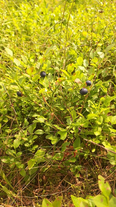 The image depicts a close-up view of blueberry bushes growing in a natural, outdoor environment. Several ripe, dark blue blueberries are visible amongst the green leaves and thin branches. The surrounding vegetation is dense and appears to be part of a forest or natural woodland. The ground cover is a mix of dried grass, moss, and leaf litter. The lighting suggests it is daytime, with sunlight filtering through the foliage, creating bright highlights and shadows. The scene is likely located in a rural or natural area, consistent with the region of Vālodzes, Latvia. There are no people or artificial objects present in the image.
