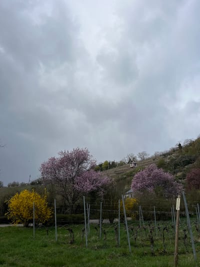 The image depicts a vineyard landscape in Odernheim am Glan, Germany, under a cloudy sky. Rows of grapevines are visible, supported by metal trellises and wooden posts. Scattered within the vineyard are flowering trees and shrubs, including pink cherry blossoms and yellow forsythia. A sign with the word "Riesling" (a type of wine) is seen attached to a post. In the distance, a small, possibly half-timbered, structure is visible amidst the vines. The landscape slopes upwards, suggesting a hillside vineyard. The foreground shows green grass interspersed with the vines.