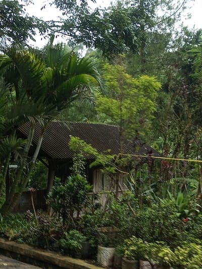 This image, taken in Ambakirano, Madagascar, depicts a rustic single-story structure largely enveloped by dense, tropical vegetation. The structure features a dark, corrugated metal roof with a distinct slope. Its visible walls are constructed from vertical wooden planks or bamboo, appearing light brown. The surrounding environment is characterized by lush, varied green foliage, including prominent palm trees with large fronds, numerous shrubs, and broad-leafed plants. A smaller tree with yellowish-green leaves stands near the roofline. In the foreground, along a low, raised edge, several plants are contained within light-colored pots or containers. A thin yellow cable or line is strung horizontally across the mid-right section of the frame, passing above the structure's roof. The sky is overcast, and no individuals or animals are present.