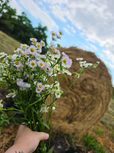 A hand is holding a bouquet of small wildflowers. The flowers have white petals and yellow centers, and are clustered together on thin green stems. In the background, a large, round bale of hay is visible, set against a backdrop of green grass and trees. The sky is blue with scattered white clouds, suggesting a daytime setting. The overall scene evokes a rural or agricultural environment, possibly a field or meadow. The image has a shallow depth of field, with the flowers in the foreground being sharp and in focus, while the hay bale and the background are blurred. There is a tattoo visible on the hand holding the flowers. The location context provided is Krasnochervonnyi, Russia.