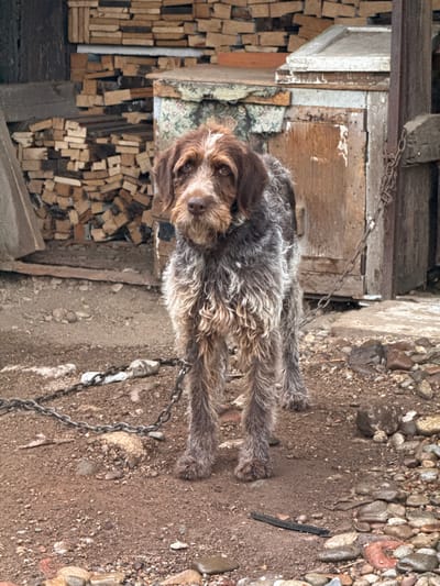 A medium shot captures a scruffy, wire-haired brown and grey dog standing on dirt and gravel. The dog is tethered by a heavy metal chain that wraps around its neck and is anchored to the ground. The dog has a focused expression, looking directly at the camera. Its fur is long and textured, with a lighter grey undercoat visible beneath the brown.

The background reveals a rustic, outdoor setting. To the left, stacks of cut firewood are piled high, some pieces appearing rough and unfinished. Behind the dog and to the right, a weathered wooden structure stands, possibly an outbuilding or shed. A rusty metal chain is attached to this structure, likely the other end of the dog's tether. The ground is uneven, covered in loose dirt, pebbles, and larger stones. The overall impression is one of a rural or utilitarian environment. The specific location within Ptichnik, Russia, is not discernible from the visual cues alone.