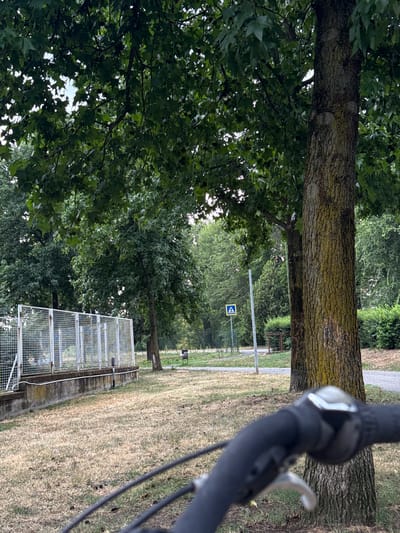 The image depicts a park-like setting with a focus on trees and greenery. In the foreground, the handlebars and brake lever of a bicycle are visible, suggesting the perspective is from someone riding or about to ride a bike. A paved pathway runs through the scene, bordered by dry, grassy ground and mature trees with dense foliage. A white metal fence with a concrete base is present on the left side of the image, separating an area from the pathway. A yellow pedestrian crossing sign with a blue pedestrian symbol is visible further down the path, indicating a designated crossing area. In the background, more trees and bushes create a lush, natural environment. The overall impression is one of a serene outdoor space, likely a park or a green area within the city of Saluzzo, Italy.