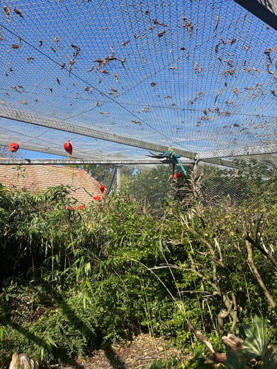 The image captures an expansive outdoor aviary within the Parc Zoologique et Botanique de Mulhouse, France, under a clear blue sky. The upper section of the frame features a large-gauge wire mesh netting, serving as the aviary's roof, with numerous brown, dried leaves accumulated on its surface. Beneath the netting, a diverse collection of birds is present. On the left side, two vivid scarlet ibises with bright red plumage are perched atop a horizontal metal support beam of the aviary structure. To the right, a pair of blue-and-yellow macaws, displaying distinct blue and yellow feathers, are perched on a similar horizontal beam. Additional scarlet ibises are partially visible within the dense green foliage below. The lower and middle portions of the scene are dominated by a lush environment of various green plants, including tall bamboo stalks, shrubs, and undergrowth, with areas of exposed soil and leaf litter on the ground. A building with a reddish-brown tiled roof is partially visible in the background, behind the vegetation on the left. Direct sunlight casts discernible shadows across the vegetation and ground. No human subjects are observed.