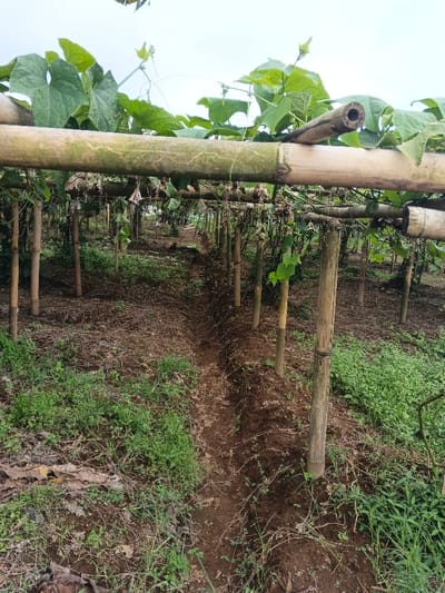 An agricultural scene in Maw Hit, Myanmar, depicts a bamboo trellis system supporting climbing vines. Thick, horizontal bamboo poles form the primary structure overhead, with smaller, vertical bamboo stakes acting as supports, extending into the dark reddish-brown soil. Lush green leaves and nascent tendrils of a climbing plant, possibly a gourd species, are visible across the top of the trellis. A distinct, narrow furrow, approximately 30 cm wide and U-shaped, runs down the center of the ground beneath the trellis, creating a clear path. The ground on either side of this path features patches of green weeds, grasses, and scattered dry leaves. The sky above is uniformly light grey, indicating overcast conditions. No individuals or animals are present.
