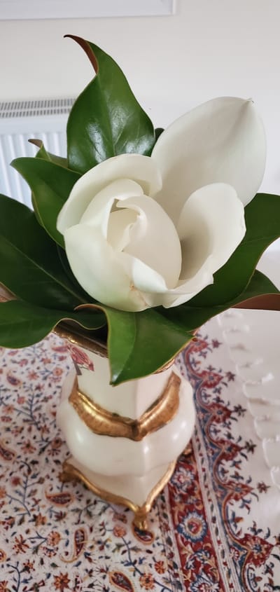 A close-up shot showcases a large, white magnolia flower with lush green leaves. The flower is the central subject, with its delicate petals unfurling. To the right of the flower, a decorative, cream-colored vase with ornate gold trim is visible, resting on a richly patterned textile. The textile features intricate designs in red, blue, and gold, hinting at an elegant or traditional setting. The background to the left is blurred and appears to be a neutral-colored wall with what might be a radiator beneath it. The lighting suggests it is daytime, likely indoors, as there are no strong shadows or indications of natural outdoor light. The overall mood is serene and focused on the natural beauty of the flower and the decorative elements. There is no visible text in the image. The scene appears to be set in a domestic environment, possibly a home or a display area, with an emphasis on aesthetics and floral arrangement.