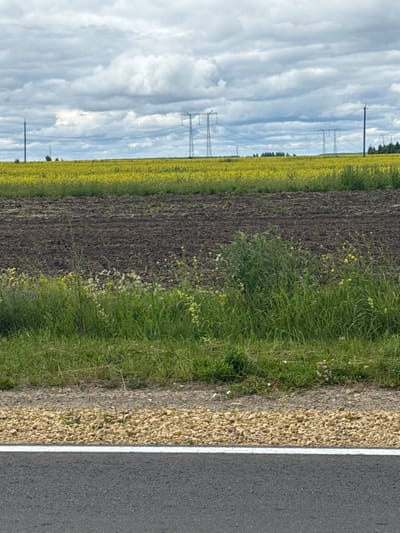 The image depicts a rural landscape under a cloudy sky. In the foreground, a section of asphalt road is visible, bordered by a gravel shoulder with a white line marking the edge of the road. Beyond the shoulder, a strip of green grass and wildflowers separates the road from a field of dark, tilled soil. Further in the distance, a vibrant yellow field, likely rapeseed or canola, stretches across the horizon. Several tall electrical pylons with power lines are spaced throughout the yellow field, with a line of trees visible in the far distance. The scene appears to be located in or near Steksovo, Russia.