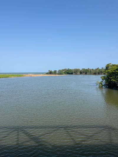 A wide, calm river flows towards the ocean under a clear, bright blue sky. The river's water is a murky green, with gentle ripples across its surface. In the foreground, the dark shadow of a bridge or overpass is visible on the water.

On the left bank of the river, a strip of lush green grass slopes down to a sandy shore. Further in the distance, beyond the sandy beach, a line of low-lying trees and vegetation marks the coastline, with a hint of the ocean and small waves visible.

The right bank of the river is lined with a dense, vibrant green forest. Tall trees with thick foliage dominate this side, with some branches of a large tree reaching out over the water. Palm trees are interspersed with other tropical vegetation, suggesting a warm climate.

The overall scene is one of natural tranquility, with the river acting as a focal point between the land and the sea. The presence of the bridge shadow in the water suggests this is a location accessible by man-made structures, potentially a scenic spot in or near Kalutara, Sri Lanka, where rivers often meet the Indian Ocean.