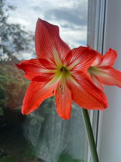 An Amaryllis flower with vibrant red and white petals is in focus against a blurred background of a window and foliage. The flower's center displays a lime-green hue, with dark stamen visible. The background shows a cloudy sky and green trees outside, with raindrops visible on the windowpane. The scene is indoors, near a window. There are no people visible in the image.