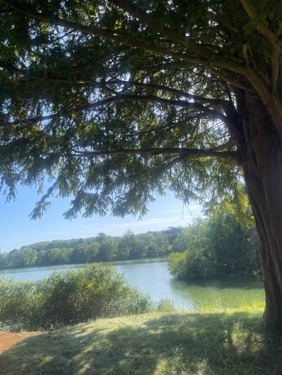 The image captures a view from under a tree's canopy towards a body of water, likely a lake or river, in what appears to be a park or wooded area. The tree branches and foliage frame the scene, creating a tunnel-like effect. Sunlight filters through the leaves, highlighting the water's surface and the trees lining the opposite bank. The perspective is tilted, adding to the unusual composition. The location is likely Ashford, United Kingdom. The environment consists of a lake with trees and grassy areas. There are no people visible in the image.