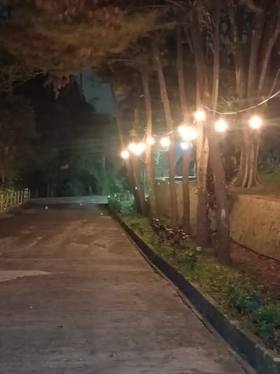 This image depicts an outdoor scene at night, likely in a park or a landscaped area with trees. The primary focus is a paved pathway that curves to the left and recedes into the distance. Lining the pathway on the right is a raised, stone-walled embankment covered in low-lying green vegetation. A string of globe lights hangs above the pathway, illuminating the trees and casting a warm glow. The trees themselves are tall and slender with dark bark, and their branches are visible against the night sky.
The pathway appears to be made of concrete or asphalt, and there are scattered small, lighter-colored objects on its surface, possibly debris or small stones. A low wooden railing or fence is visible on the left side of the pathway further back. The overall atmosphere is calm and serene, enhanced by the soft lighting and the natural setting. There is no indication of any specific activity or event taking place; the scene appears to be captured during a quiet moment. The time of day is clearly night, and the weather seems clear, as the sky, though dark, is not obscured by clouds. The location cues, such as the types of trees and the landscaping style, might suggest a tropical or subtropical environment, consistent with Citeureup, Indonesia. No text is visible in the image.