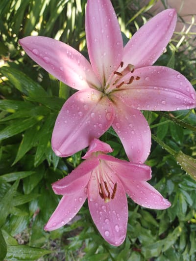 This is a close-up, top-down view of two pink lilies after a rainfall. The flowers are in focus, with droplets of water visible on their petals. The larger lily, at the top, is fully open, showcasing its stamens and pistil. The smaller lily, below it, is partially open, with its petals beginning to unfurl. The background consists of lush green foliage, also glistening with water droplets. The lighting suggests it is daytime, possibly after a morning shower, as indicated by the water on the plants and the soft light filtering through. The setting appears to be a garden or natural outdoor space. There is no visible text in the image. The overall impression is one of natural beauty and freshness.