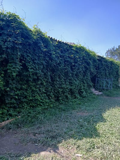 A low-angle, full shot depicts a building exterior heavily covered in dense green foliage. A clear blue sky occupies the upper left portion of the frame. A small, ornate wrought-iron gate with intricate swirls is visible amidst the leaves, set into the vine-covered wall. The building's roofline, with its tiled edge, is just visible peeking out from the top of the greenery. To the right of the wall, a narrow dirt path runs alongside a strip of overgrown grass. The scene suggests a sunny day, possibly late morning or early afternoon, given the bright, even lighting and the clear sky. The lush vegetation and the rustic path indicate a rural or semi-rural setting, possibly a garden or a less-developed area. There is no visible text in the image. The overall impression is one of natural overgrowth reclaiming a man-made structure, creating a tranquil and somewhat wild aesthetic.