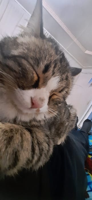 A domestic short-haired tabby cat, displaying brown, black, and white fur patterns, is depicted asleep in a close-up, high-angle shot. The cat's eyes are closed, and its pink nose, slightly smudged, is visible. It rests its head on its front paws, which are tucked beneath its body. The cat is situated on the lap of a person, whose lower left leg is visible, clad in dark blue or black trousers and a dark sock. The background consists of a light-colored ceiling with a white, zig-zag patterned trim or molding in the upper portion, indicating an indoor environment. Below the person's leg, a multi-colored blanket or fabric with prominent blue, red, and yellow patterns is visible. The scene is illuminated by ambient indoor lighting. This indoor domestic environment is located in the city of Yangi-Khayat, Uzbekistan.