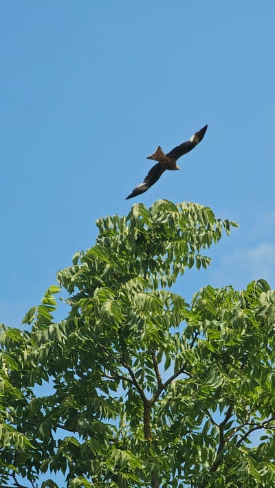 An adult black kite, *Milvus migrans*, is captured in flight against a clear blue sky. The bird is positioned in the upper half of the frame, with its wings outstretched and slightly angled upwards, showcasing its distinctive forked tail. Below the kite, the vibrant green foliage of a leafy tree dominates the lower portion of the image. The branches and leaves of the tree are dense, with some sunlight filtering through. The photograph appears to have been taken in Roßleben, Germany, during daylight hours, given the bright sky and the presence of deciduous foliage.