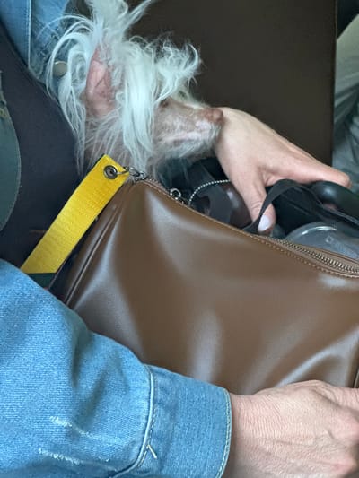 The image shows a close-up of a person's lap and a small, fluffy white dog resting on their chest, partially covered by a brown handbag. The person is wearing a denim jacket, and a dark-colored top is visible underneath. A yellow strap from the handbag extends towards the left of the frame. The dog's face is mostly obscured by its fur, but its ear and part of its snout are visible. The background is dark and out of focus, suggesting an indoor setting or a dimly lit environment. There are no recognizable landmarks or contextual clues indicating a specific location in Pesochny, Russia. The image appears to capture a candid moment of relaxation or travel.