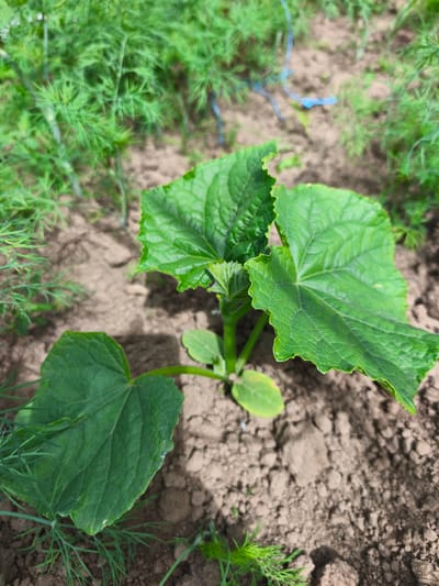 In Puchezh, Russia, a young cucumber plant grows in loose, brown soil. The plant has several large, green, heart-shaped leaves with ruffled edges and visible veins. Small, feathery green dill plants surround the base of the cucumber seedling. The background is blurred but suggests a garden setting with more greenery and some blue string tied to stakes. The lighting is natural, indicating an outdoor scene during the daytime.