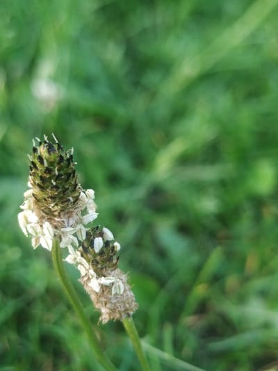 This is a close-up, vertical, outdoor photograph of two plantain seed heads against a blurred background of green grass. The plantain on the left is taller and more developed, with a dark green to blackish tip and a lower section with visible small, creamy white petals. The plantain on the right is shorter and appears to be further along in its drying or seeding process, with a brown, textured appearance and fewer visible white petals. The grass in the background is out of focus, creating a soft green bokeh effect. The lighting suggests it is either early morning or late afternoon. The image was captured in the city of Vyhoda, Ukraine. There are no people or animals visible in the frame.