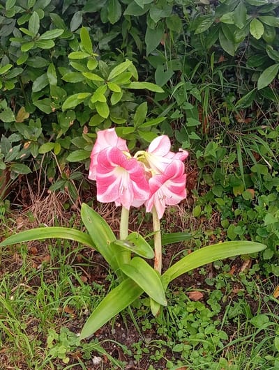 In Bagazhvyashta, Abkhazia, a close-up, eye-level shot captures a cluster of three blooming pink and white amaryllis flowers. The flowers, with their distinct striped petals, are the central focus. They stand tall on thick, pale green stems, their large, trumpet-shaped blossoms facing forward. Surrounding the amaryllis are lush green leaves, some broad and strap-like, belonging to the same plant, and others appearing as part of a dense, leafy hedge in the background. The ground beneath the flowers is covered with a mix of green grass, dry brown leaves, and dark soil, suggesting an outdoor garden setting. The overall lighting is natural, indicating it was taken during daylight hours.