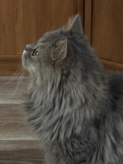 An indoor, medium close-up, profile shot focuses on the head and chest of a fluffy, grey cat looking upwards and to the left. The cat's fur is long and appears soft. Its eye, a light yellow with a dark pupil, is clearly visible, as are its long, white whiskers. The cat's ears are pointed and erect. The background consists of a wooden surface, likely a wall, with vertical planks and a darker wooden floor with horizontal planks in the foreground. The lighting is soft and diffused. There are no people present, and no indication of the specific location within the city of Zhovte, Ukraine.