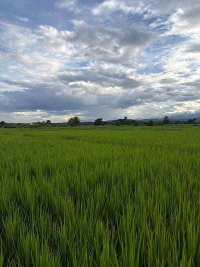 A vast, verdant rice paddy stretches across the foreground of this image, its dense green stalks creating a textured carpet. In the middle ground, a line of trees and sparse vegetation marks the edge of the paddy, with distant hills and mountains forming a hazy backdrop on the horizon. The sky above is a dramatic canvas of white and grey clouds against a backdrop of pale blue. The lighting suggests it is late afternoon or early evening. The scene is likely located in or near the city of Ban Pong, Thailand, given the characteristic landscape of rice paddies common to the region. There are no people or animals visible in the image.
