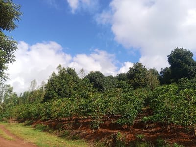 A landscape view shows a coffee farm on a hillside under a partly cloudy sky. Rows of green coffee plants line the slope, interspersed with taller trees. A dirt road runs along the bottom edge of the farm. The soil is red-brown. The sky is blue with patches of white clouds. Green foliage fills much of the frame, creating a natural, agrarian setting.