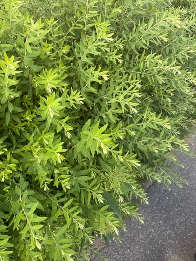An outdoor, eye-level, medium shot captures a dense green shrubbery and a paved surface in Koltushi, Russia. The shrubbery, primarily composed of narrow, pointed green leaves, fills most of the frame. Some leaves exhibit a lighter green or variegated appearance. Thin, brown stems are visible throughout the dense foliage. In the lower right portion of the image, a grey, speckled paved surface, likely asphalt, is present. The lighting suggests it is daytime, with soft illumination casting faint shadows within the leaves. No people or animals are visible. The environment appears to be a park, garden, or roadside area.