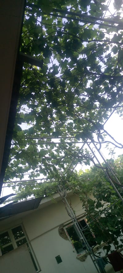 The image captures an outdoor scene from a low angle, looking upwards through a canopy of lush green grape leaves and vines. The leaves, in various shades of green, are dense and form a natural ceiling against a bright, overcast sky. Interspersed with the foliage are the thin, dark branches of the vines, some of which are supported by a metal pergola structure.
Beneath the canopy, a white building is partially visible. To the left, a portion of the building features a window with multiple panes. Further to the right, another window with a white frame is visible, set into the white wall of the building. Some masonry work is apparent around the edges of this window. A corrugated metal roof is also visible on the left side of the building. In the lower right portion of the image, a few dark-colored items, possibly clothing, are hanging from the pergola structure.
The environment suggests a residential area, possibly a backyard or garden in the city of Marhamat, Uzbekistan, where grape vines are commonly grown over pergolas to provide shade and produce fruit. The overall impression is one of natural growth integrated with a built structure.
