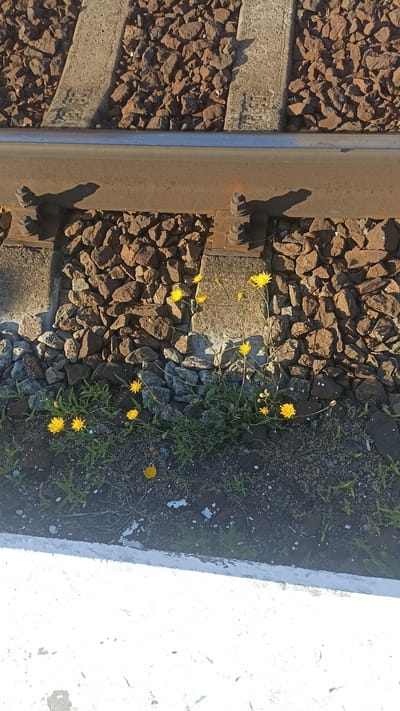 The image depicts a close-up view of a section of railway tracks. The tracks are laid on a bed of brown and gray ballast stones. A metal rail runs horizontally across the upper portion of the image, secured by bolts to concrete sleepers. To the right of the tracks, several small yellow wildflowers are growing amidst the stones and dark soil. The scene is illuminated by sunlight, casting shadows from the rail and the flowers. The bottom of the image shows a white concrete structure, possibly a platform or walkway, with some weathered markings. There are no people or animals visible in the frame.
