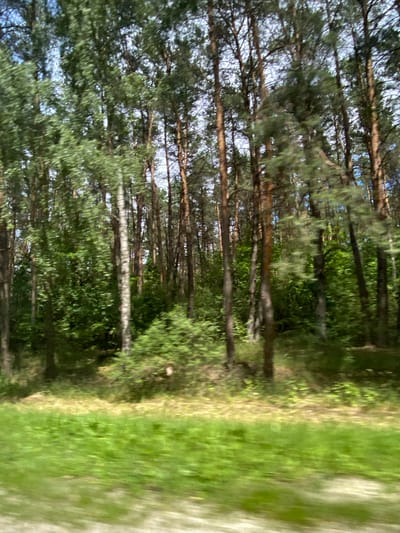 The image captures a blurred view of a dense forest in the vicinity of the Лышчыцкі сельскі Савет, Belarus. The primary subjects are tall, slender trees with brown bark and green foliage, predominantly pines. The forest floor is covered with green grass and some patches of dry, yellow vegetation. The lighting suggests it is daytime, with sunlight filtering through the canopy, creating a dappled effect. There are no visible people or animals in the frame. The motion blur indicates that the photograph was likely taken from a moving vehicle.